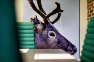 Wall paper in meeting room Seiland